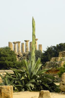 Agave in the Area of the Olympieion at Agrigent