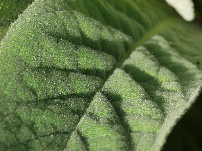 Verbascum thapsus