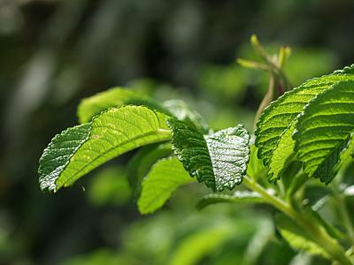 Rosa rugosa