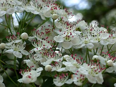 Crataegus monogyna