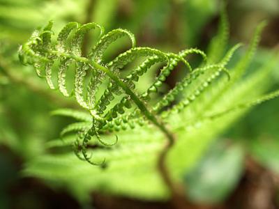 Dryopteris filix-mas