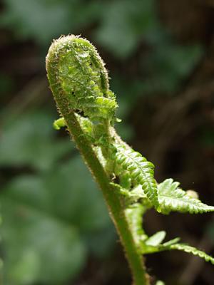 Dryopteris filix-mas