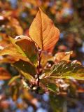 Prunus X blireana