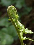 Dryopteris filix-mas