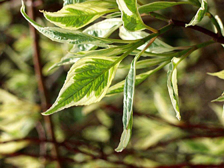 Cornus alba sibirica