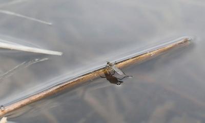 Ephydrid - shore fly on cane.  Kilarc Lake.