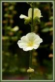 A Flower in the Shakespeare Garden