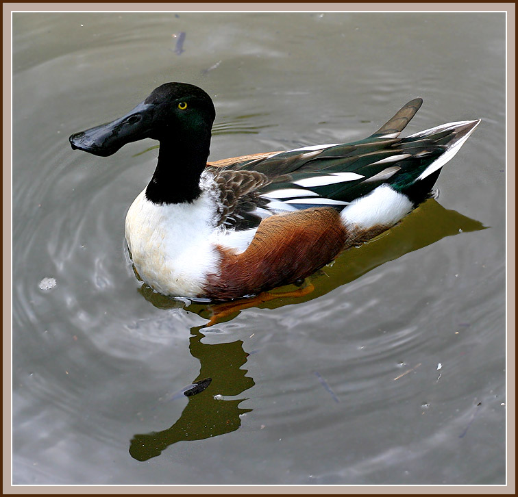 Daffy Ducks Cousin Fred Guards the Water.