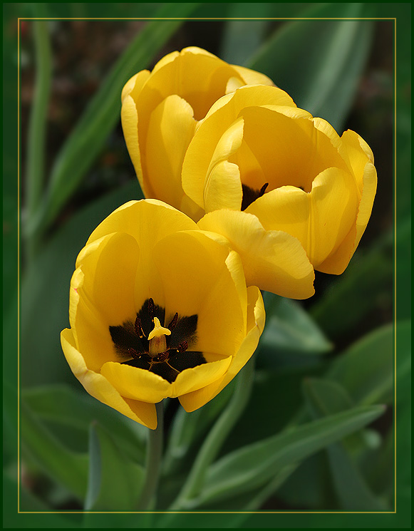 Couches de Tulipes