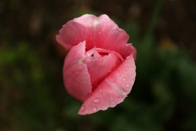 pinkflower4