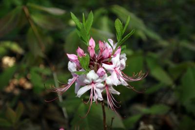 unknownflower
