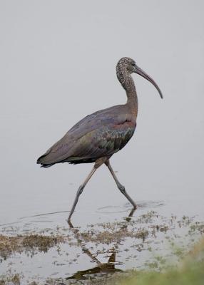 Glossy Ibis