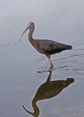 Glossy Ibis