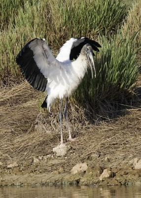 Wood Stork Wings Up