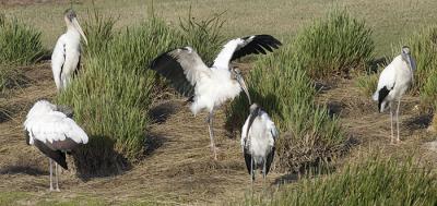 Wood Stork Group
