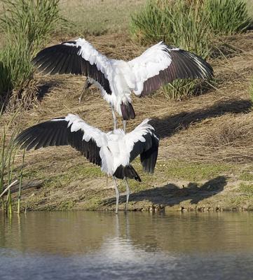 Wood Stork Pair