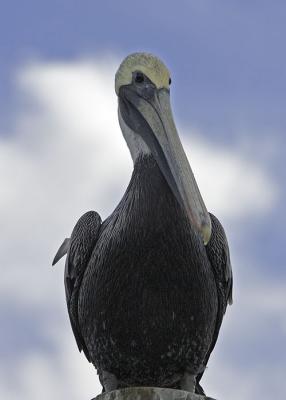 Brown Pelican on post