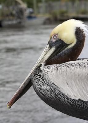 Brown Pelican portrait