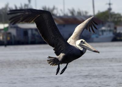 Brown Pelican in flight