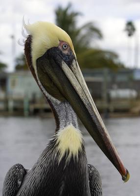 Brown Pelican head shot