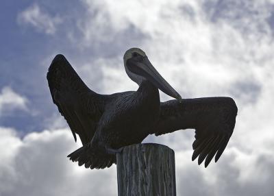 Backlit Pelican about to take off
