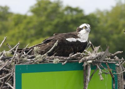 Osprey nest on channel marker