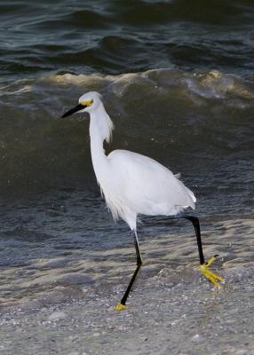 Snowy Egret