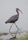 Glossy Ibis
