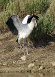 Wood Stork Wings Up