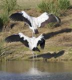 Wood Stork Pair