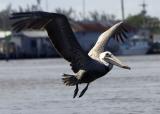 Brown Pelican in flight