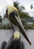Brown Pelican head shot