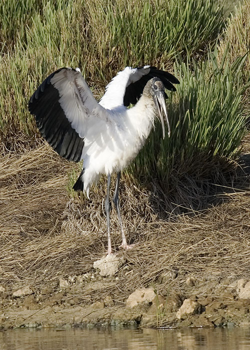 Wood Stork Wings Up