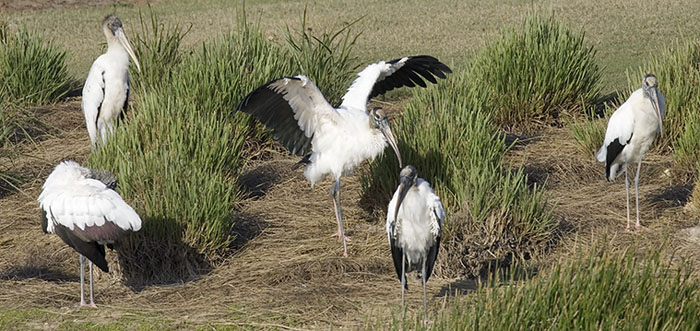 Wood Stork Group