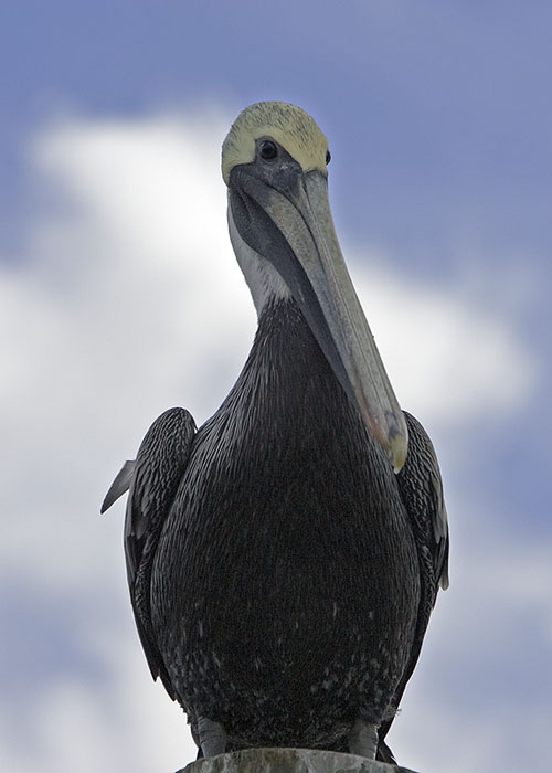 Brown Pelican on post