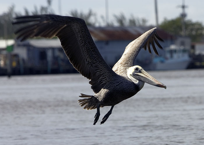 Brown Pelican in flight