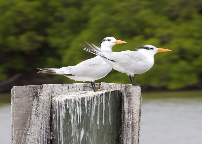 Royal Terns