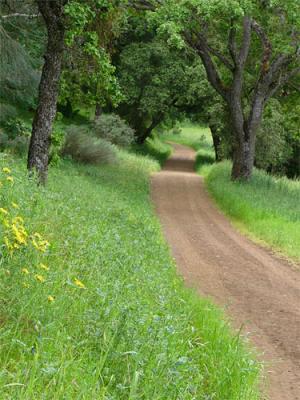 Path with Flowers