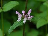 Rigid Hedge Nettle