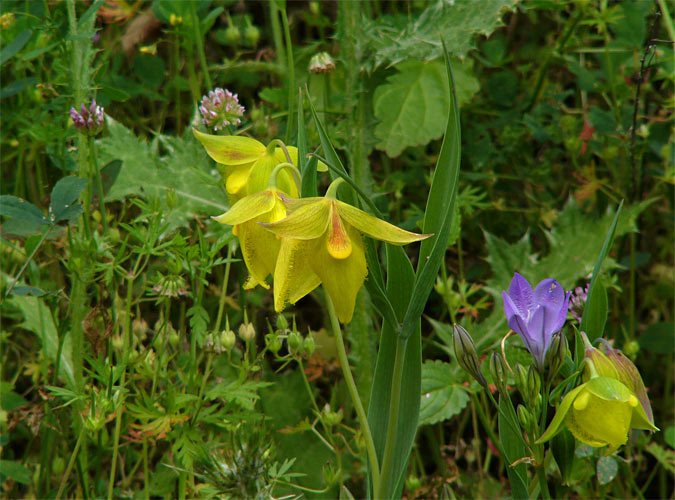 Lantern, Spear and Clover