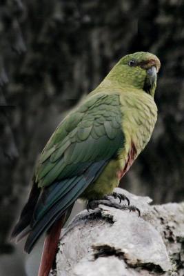 Austral Parakeet.jpg