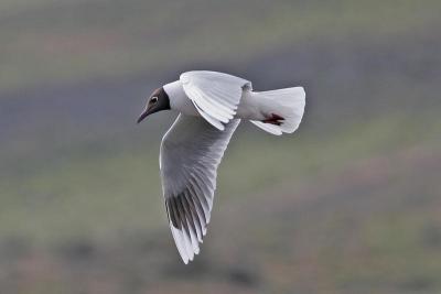 Brown-hooded Gull.jpg