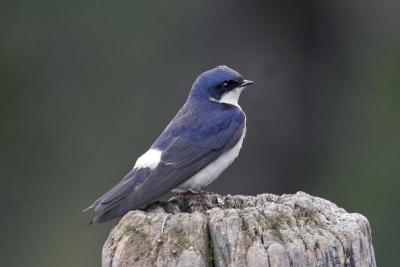 Chilean swallow.jpg