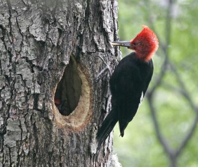 Magellanic Woodpecker male and chick and lunch.jpg