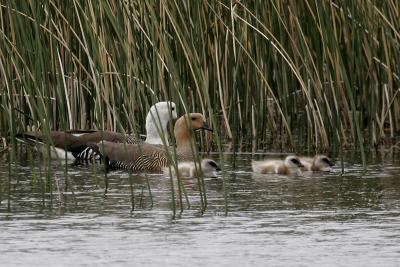 Upland goose family v2.jpg