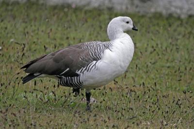 Upland goose male.jpg