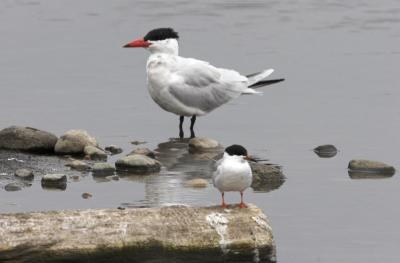 Two good terns