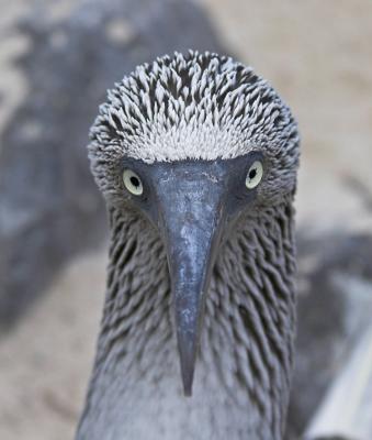 Galapagos Birds (I)