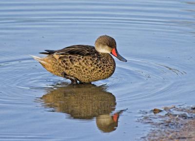 White-cheeked Pintail