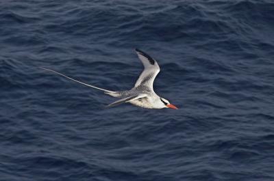 Red-billed Tropicbird